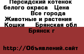 Персидский котенок белого окраса › Цена ­ 35 000 - Все города Животные и растения » Кошки   . Брянская обл.,Брянск г.